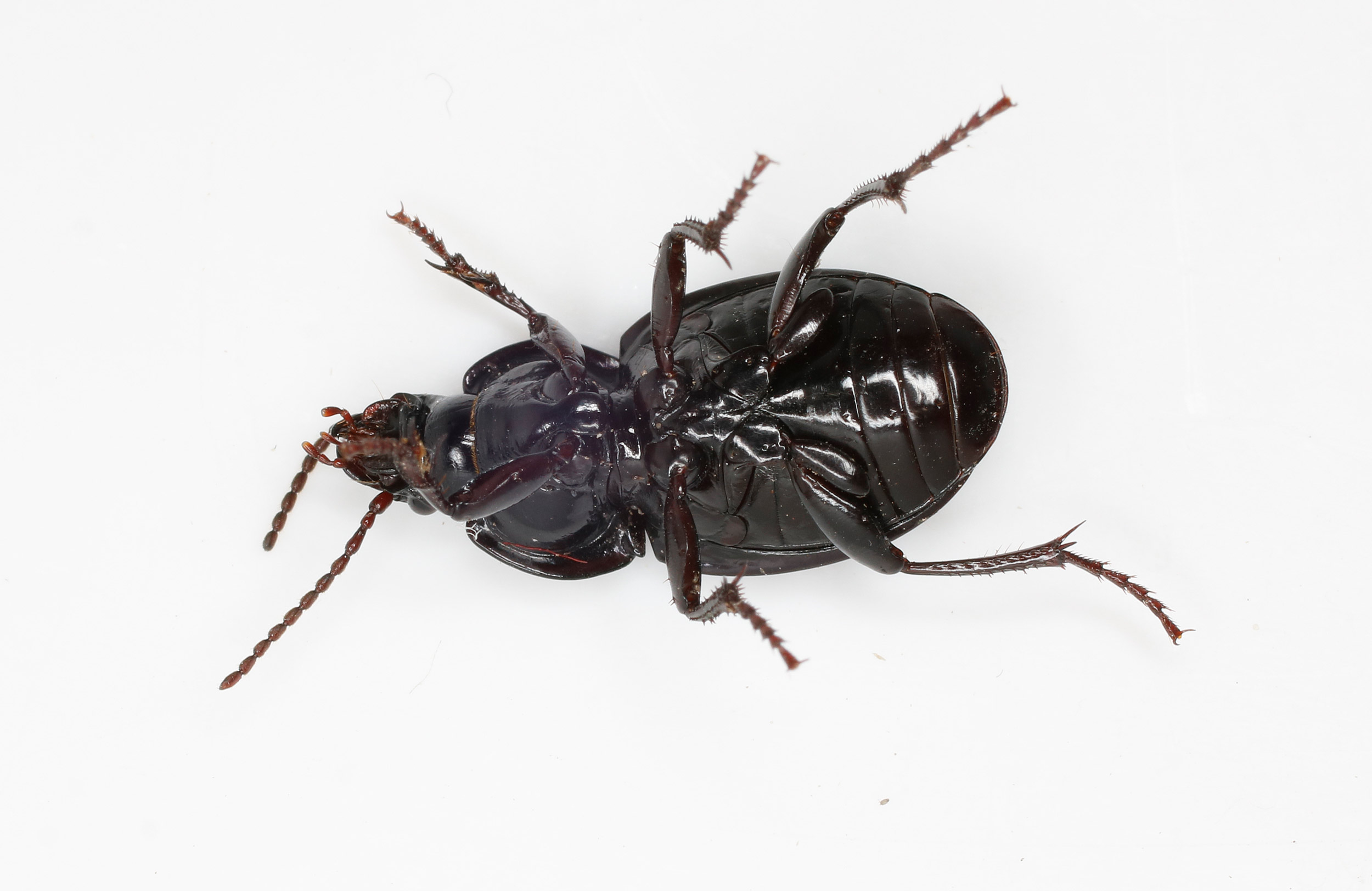 Carabidae: Myas chalybaeus